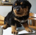 Na prodej jsou k dispozici o�kovan� �t��ata samc� a samic rotvajler�.