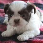 Velmi roztomil� �t���tka shih tzu ps� a samic na prodej.