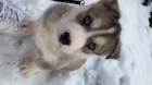 Sibi�sk� Husky 