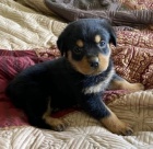 Roztomil� o�kovan� �t��ata rotvajler� k prodeji. 