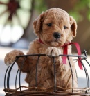 N�dhern� a kr�sn� pudl� trpasl�ky pro prodej.