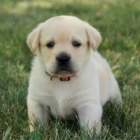 �t��ata labradorsk�ho retr�vra na prodej.