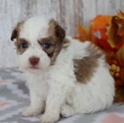 Kr�sn� a zdrav� sn�hov� b�l� �t���tka Havanese na prodej.