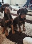 �t��ata dobermana jsou k dispozici pro p�esm�rov�n�.