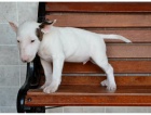 Bull teri�r �t��ata na prodej. 