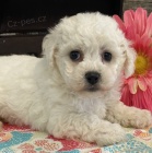 �t��ata bichon frize jsou nyn� k prodeji. 