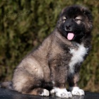 Kavkazsk� pasteveck� pes
