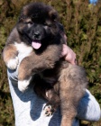 Kavkazsk� pasteveck� pes