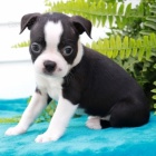 Kr�sn� o�kovan� �t��ata bostonsk�ho teri�ra k prodeji.