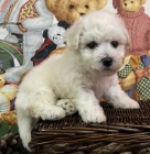 bichon frize �t��ata na prodej.