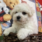 bichon frize �t��ata na prodej.