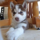 sibi�sk� husky