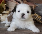 �t��ata shih tzu na prodej.