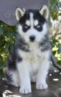 SIBI�SK� HUSKY