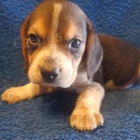 �t���tka Beagle