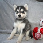 Sibi�sk� husky