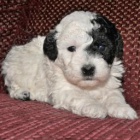 rozko�n� mal� pudl�ky