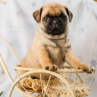 rozko�n� �t���tka mops