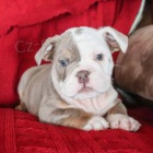 �t��ata anglick�ho buldoka.