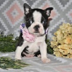 Rozko�n� bostonsk� teri�r