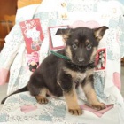 N�meck� ov��k