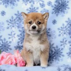 �t��ata Shiba Inu