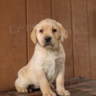 labradorsk�ho retr�vra 