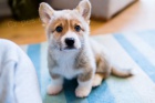 Welsh corgi pembroke �t��ata