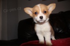 Welsh corgi pembroke �t��ata
