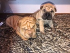 Shar-Pei �t��ata