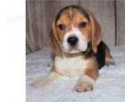 BEAGLE �T��ATA