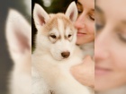 Sibi�sk� husky FCI 