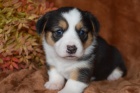 �t��ata Welsh Corgi Pembroke na prodej.