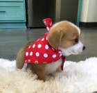 �t��ata Welsh Corgi Pembroke na prodej.