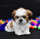 Velmi roztomil� �t���tka shih tzu na prodej.