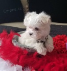 roztomil� miniaturn� maltsk� �t���tka k prodeji. 