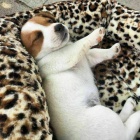 Jack Russell �t��ata