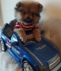Pomeranian Boo fena �t�n�