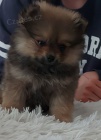 Pomeranian Boo fena �t�n�