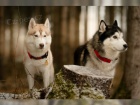 �t��ata sibi�sk� husky BUC (FCI)