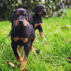 Dobrman �t��ata