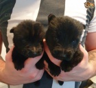 Skotsk� teri�r �t��ata