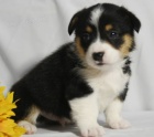 Velmi roztomil� �t��ata Welsh Corgi Pembroke na prodej.