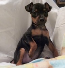 mini pin� kr�sn� d�ti na prodej.