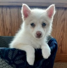 Pomsky �t��ata na prodej. 