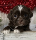 Velmi roztomil� �t���tka shih tzu na prodej.