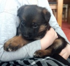 �t��ata n�meck�ho ov��ka s PP