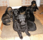 N�meck� ov��k-�t��ata