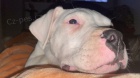Dogo Argentino �t��ata