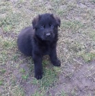 N�meck� ov��k-�t��ata